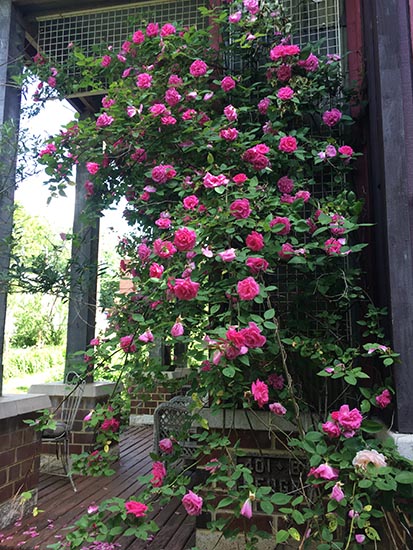 The roses have gone crazy. The trellis is a shelf from a store I got out of a dumpster.